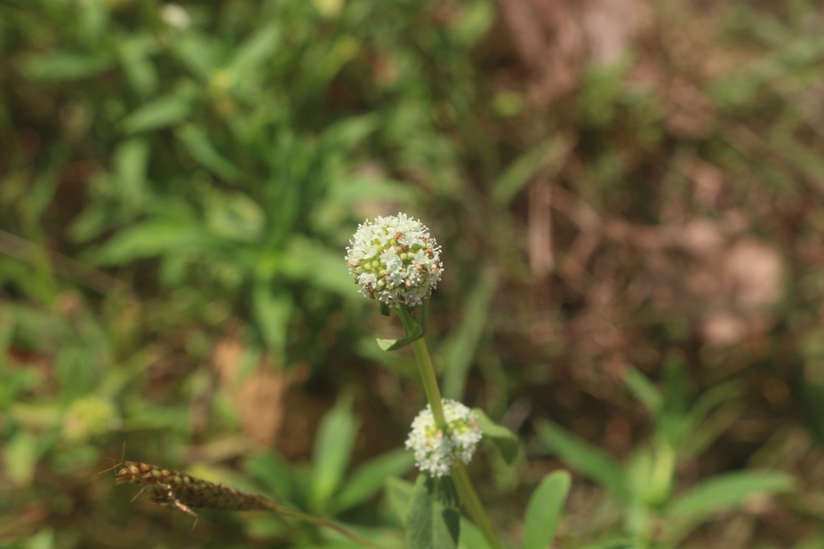 Spermacoce verticillata L.